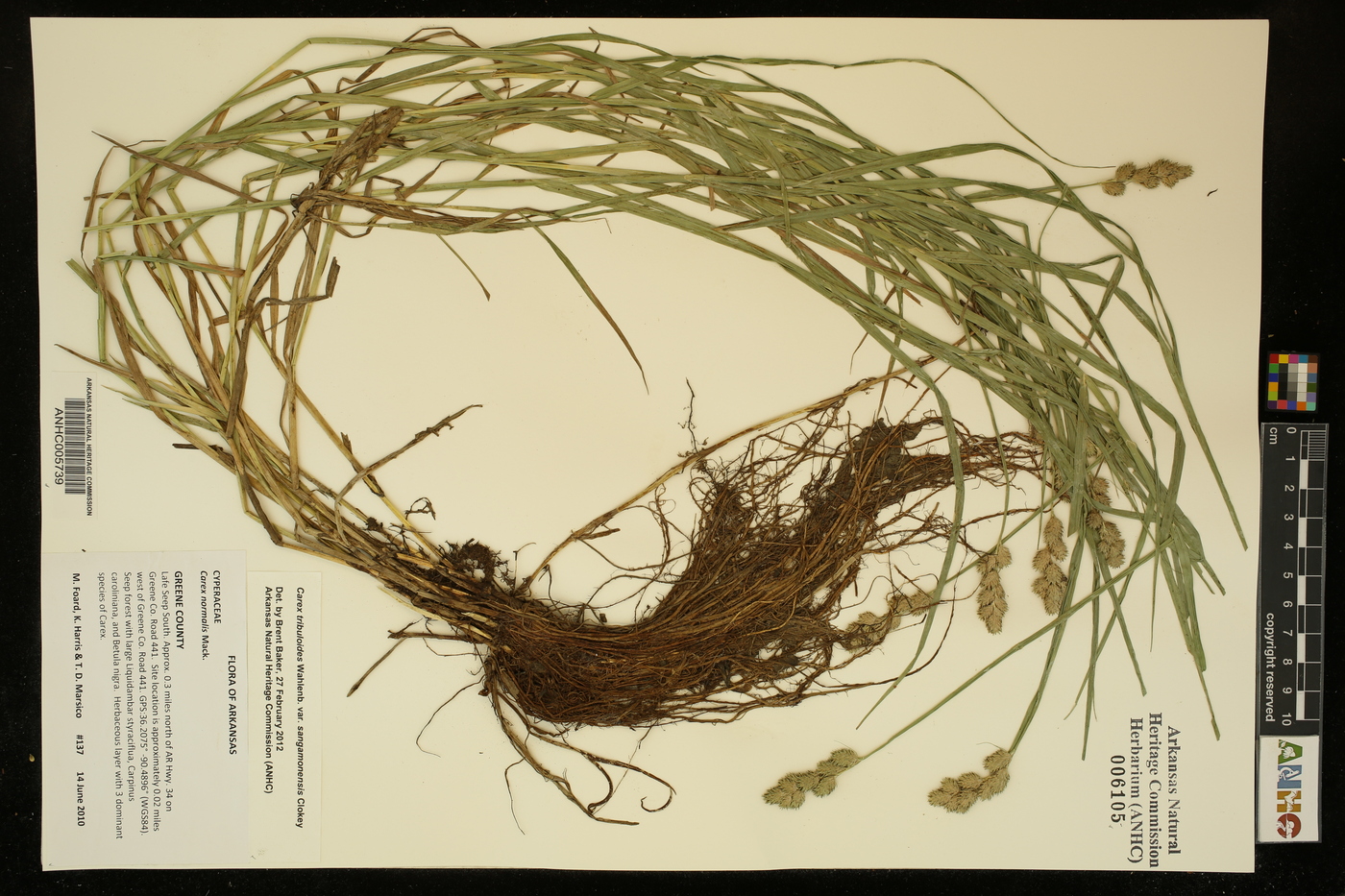 Carex tribuloides var. sangamonensis image