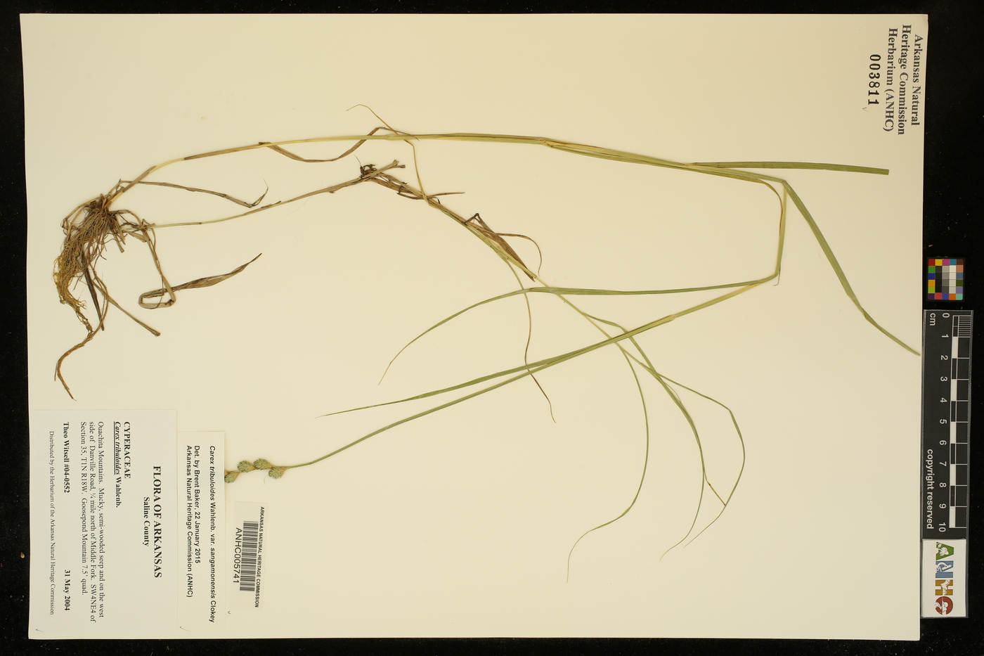 Carex tribuloides var. sangamonensis image