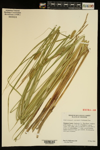 Carex vesicaria var. monile image