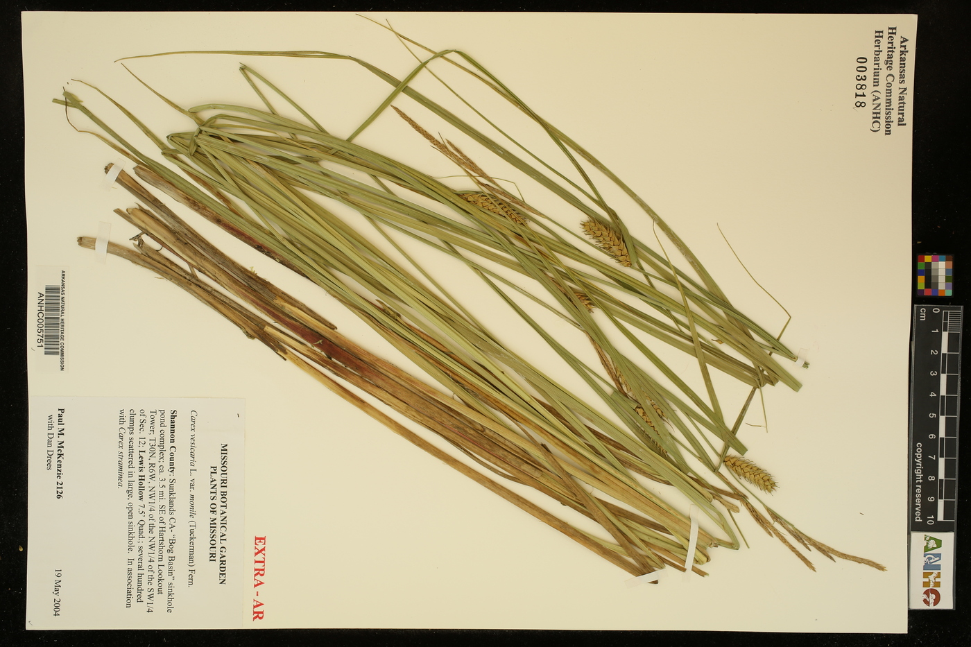 Carex vesicaria var. monile image