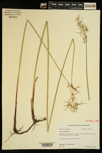 Cyperus articulatus image