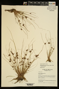 Cyperus bipartitus image