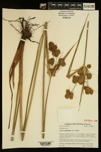 Cyperus cephalanthus image