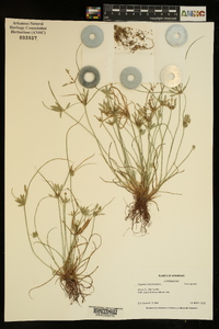 Cyperus compressus image