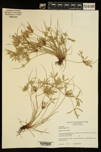 Cyperus compressus image