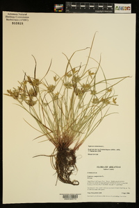 Cyperus compressus image