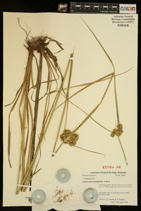 Cyperus drummondii image