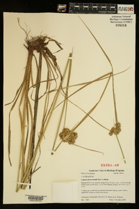 Cyperus drummondii image