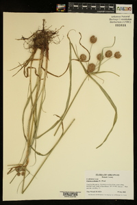 Cyperus echinatus image