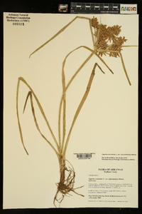 Cyperus esculentus var. macrostachyus image