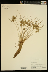 Cyperus flavescens image