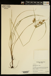 Cyperus hystricinus image