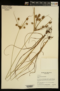 Cyperus hystricinus image