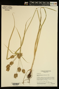 Cyperus lancastriensis image