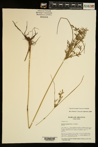 Cyperus lecontei image