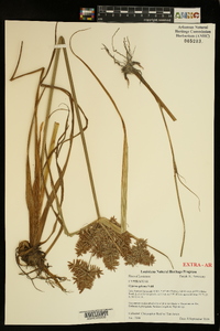 Cyperus pilosus image