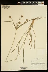 Cyperus plukenetii image