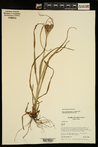 Cyperus plukenetii image