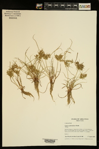 Cyperus polystachyos image