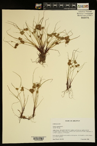 Cyperus squarrosus image