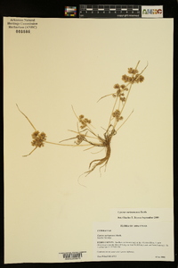 Cyperus surinamensis image