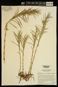 Dulichium arundinaceum var. arundinaceum image