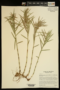 Dulichium arundinaceum var. arundinaceum image