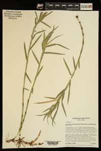 Dulichium arundinaceum var. arundinaceum image