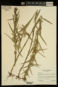 Dulichium arundinaceum var. arundinaceum image