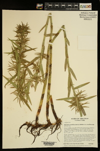 Dulichium arundinaceum var. arundinaceum image