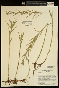 Dulichium arundinaceum var. arundinaceum image