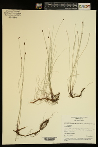 Eleocharis tenuis var. verrucosa image