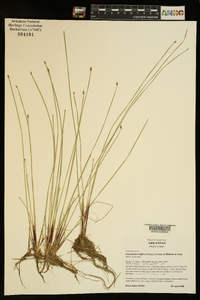 Eleocharis wolfii image