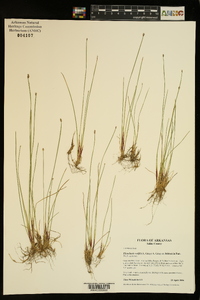 Eleocharis wolfii image