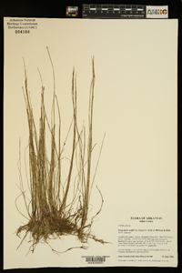 Eleocharis wolfii image