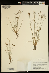 Fimbristylis annua image