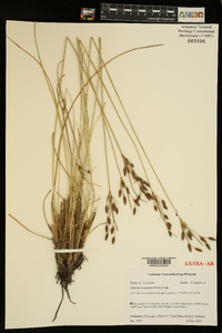 Fimbristylis castanea image