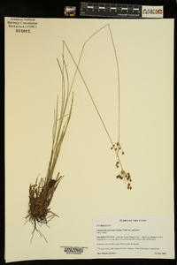 Fimbristylis puberula image