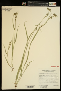 Fuirena simplex var. aristulata image