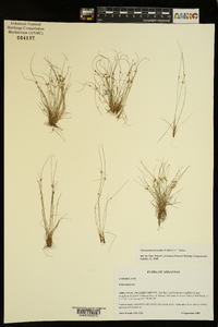 Cyperus subsquarrosus image