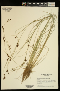 Rhynchospora capitellata image