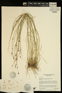 Rhynchospora capitellata image