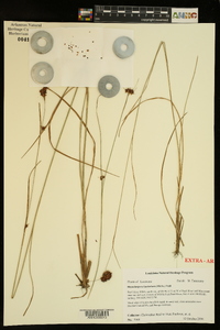 Rhynchospora fascicularis image