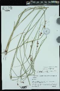 Rhynchospora glomerata image