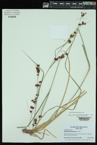 Rhynchospora glomerata image