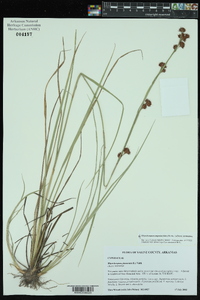 Rhynchospora glomerata image