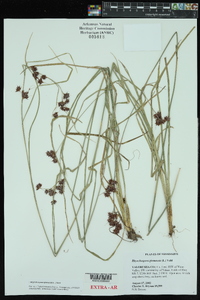 Rhynchospora glomerata image