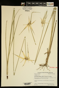 Rhynchospora latifolia image