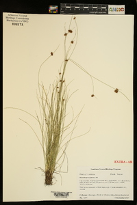 Rhynchospora plumosa image