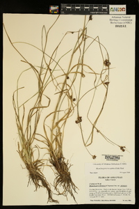 Rhynchospora recognita image